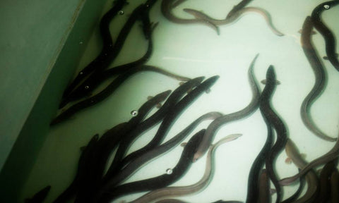 Lebende Aale schwimmen in einem mit Wasser gefüllten Becken – Haltung vor der Verarbeitung in der Fischräucherei Hoffmann.