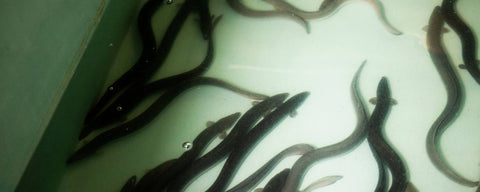 Freischwimmende Aale.